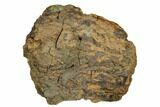 Fossil Ankylosaurid Ungual (Claw) - Montana #183999-1